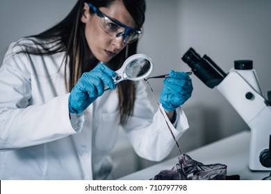 Forensic Science In Lab. Forensic Scientist Examining Textile With Blood Evidences