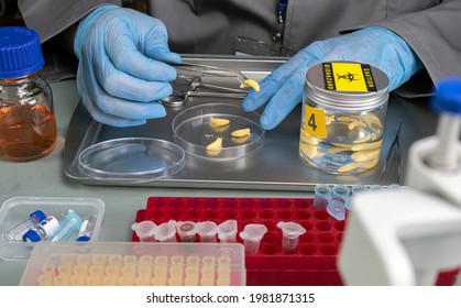 Forensic Scientist Analyses Larvae From A Cadaver In A Murder Case In Crime Lab, Conceptual Image