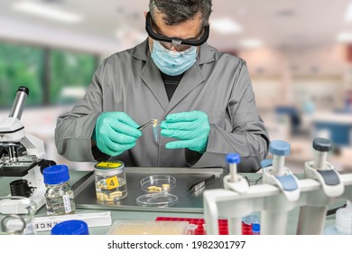 Forensic Scientist Analyses Larvae From A Cadaver In A Murder Case In Crime Lab, Conceptual Image