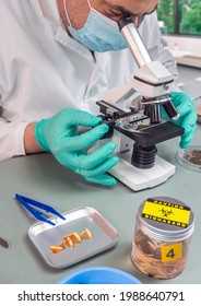 Forensic Scientist Analyses Larvae From A Cadaver In A Murder Case In Crime Lab, Conceptual Image