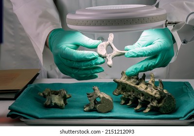 1,072 Forense Bones Images, Stock Photos & Vectors | Shutterstock