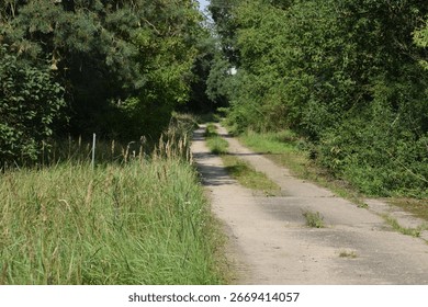 ForesA forest path surrounded by tall green trees leads deep into the woods creating a peaceful harmonious atmosphere and a sense of connection with nature.t path surrounded by green trees 