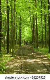  forest