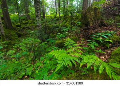 Forest - Shutterstock ID 314301380