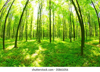 Wald