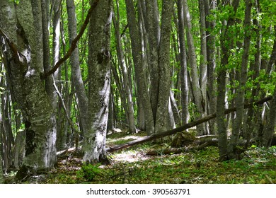 forest