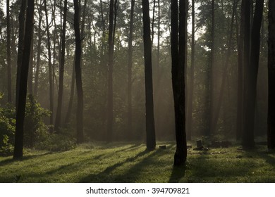 In the forest  