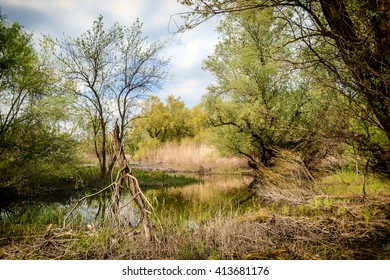 forest