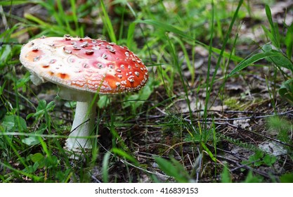 in the forest