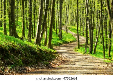  forest