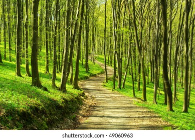  forest