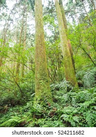 forest
