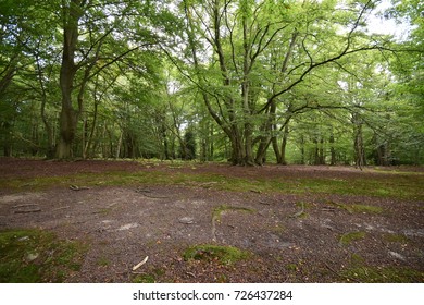 The Forest