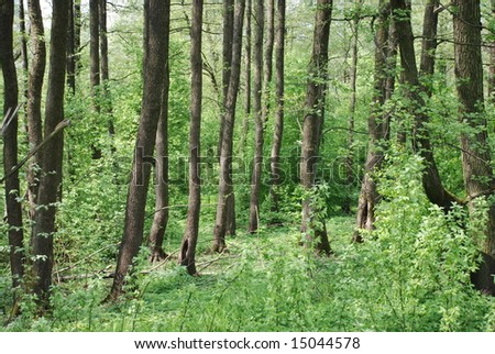 in the forest