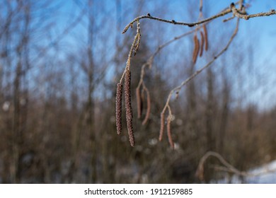 カバノキ科 の画像 写真素材 ベクター画像 Shutterstock