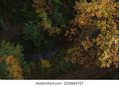 forest from above looking down