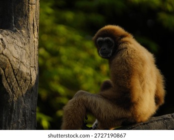 The Forest Acrobat, Melody on the Branches