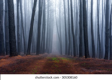 Forest In Adelaide Hills, South Australia