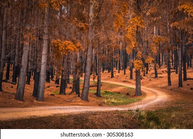 Forest Adelaide Hills South Australia Stock Photo 305308163 | Shutterstock