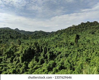 Forest Affected By Agent Orange, Vietnam