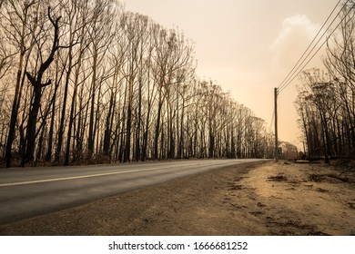 Forest After The Bushfire, Australia