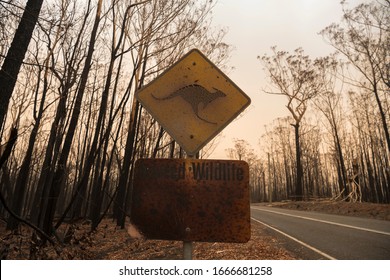 Forest after the bushfire, Australia