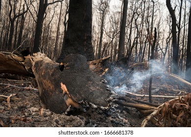 Forest After The Bushfire, Australia