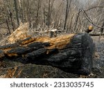 Forest after a devastating fire. Cut down charred trees rolling on the ground.