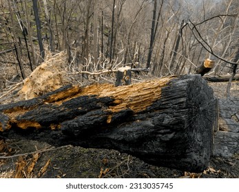 Forest after a devastating fire. Cut down charred trees rolling on the ground.