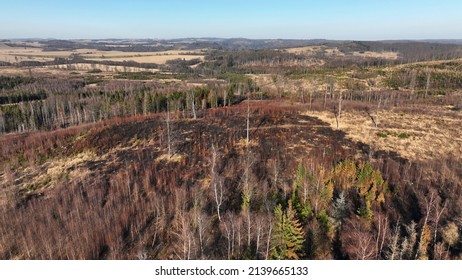 Forest After Fire Flame Drone Aerial Drought Dry Black Earth Ground Vegetation Wild Stand Green Natural Disaster Burnt Down Trees Bark Beetle Shot Pest Ips Typographus Dead, Spruce Bast Tree Czech