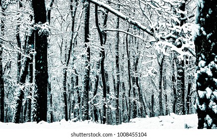 Forest after first snowfall in the winter season , fresh snow, trees, winter landscape, relaxing winter nature. Europe,Czech Republic.