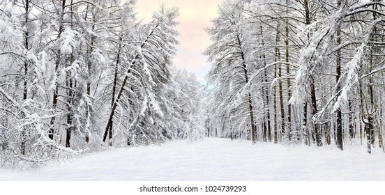 Forest after a heavy snowfall. Winter ponamramny landscape. Morning in the winter forest with freshly fallen snow - Powered by Shutterstock