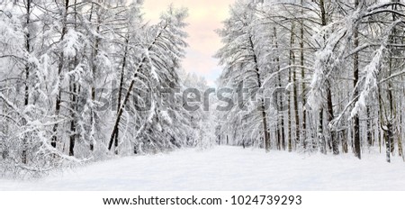 Forest after a heavy snowfall. Winter ponamramny landscape. Morning in the winter forest with freshly fallen snow