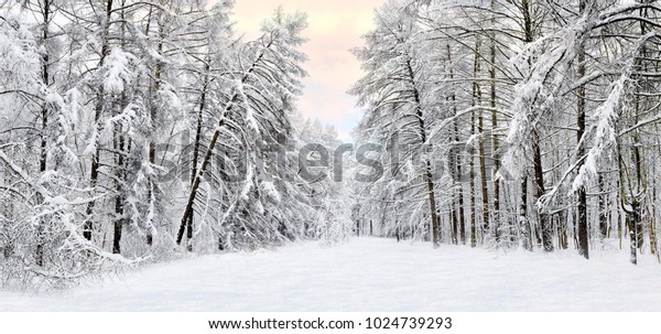 Forest After Heavy Snowfall Winter Ponamramny Stock Photo Edit Now