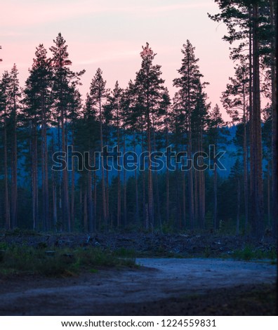 Forest after sunset with fog behind trees. Shot in northern Sweden during a kayaking camping trip. 