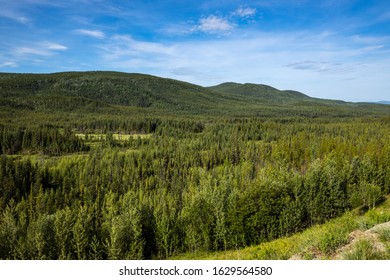 The Forest along the Alaska Highway  - Shutterstock ID 1629564580