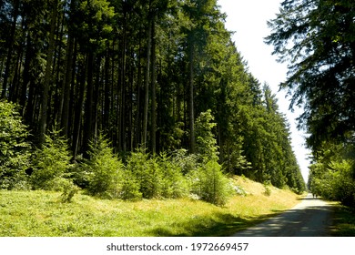 Forest Along Cedar To Green River Trail                               