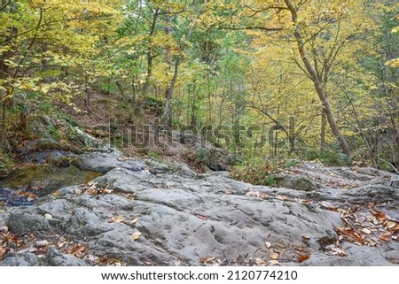 Forest along Lands Run Trail, Shenandoah National Park, Virginia