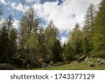Forest in the Alps in the clouds.
