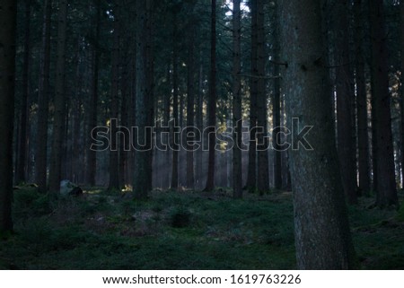 forest with amazing sun coming pst the trees
