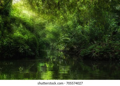 Forest In Amazon River, Light Survive Tree
