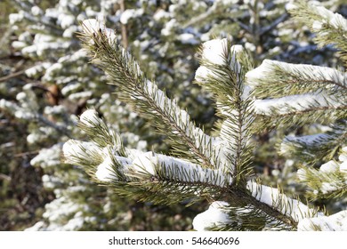   forest area, planted with pine trees. On the branches of fir trees is white snow after a snowfall. Photo close-up in winter. Small depth of field
