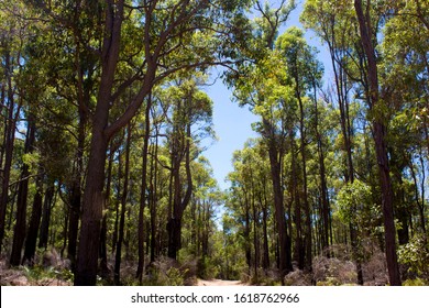 Forest areas in National Park near Blackwood River  Western Australia in summer are cool   haven for birds   native wildlife 