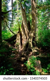 Forest Around Forks, State Washington