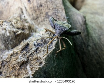 Forest Assasin Bug