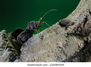 Forest Assasin Bug