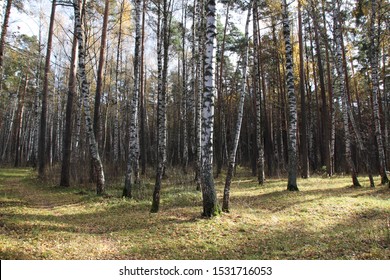 forest in autumn with birch and pine trees, pathes in fallen leaves with blue sky