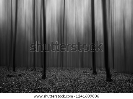 Similar – Image, Stock Photo Many shadows Tree Forest