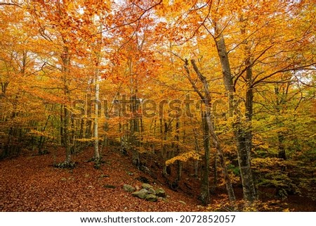 Similar – Image, Stock Photo autumn 2 Environment