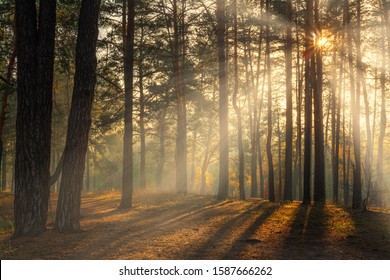 Forest. Autumn. A pleasant walk through the forest, dressed in an autumn outfit. The sun plays on the branches of trees and penetrates the entire forest with rays. Light fog makes the picture a little - Shutterstock ID 1587666262